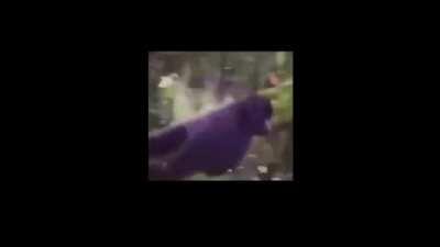 Hello fellow primate enthusiasts!