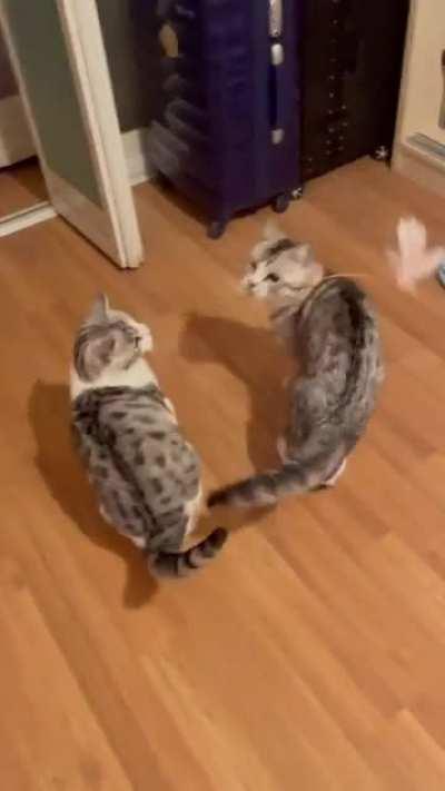 👉👉👉Best cat toy for cat and humans!