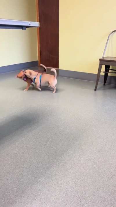 Just adopted these little Tasmanian devils👹…never a dull moment ✌🏼😛