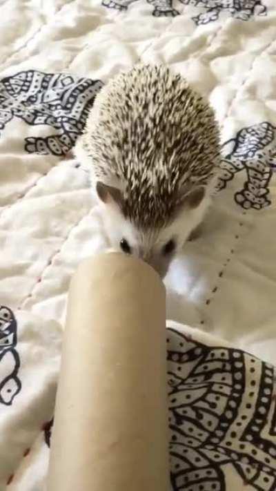 My 6 year old girl playing with her favourite toy... an empty paper towel roll 😅