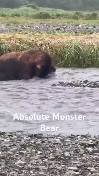 Everybody! Stop what you’re doing and just look at this absolute monster of a Brown Bear in Alaska 🤯