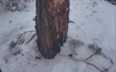 Good Night Muscovite - CQC in the Serebryansky Forest