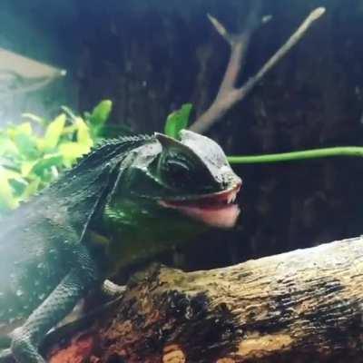 The Hump-Nosed Lizard is the only known reptile with movable lips.