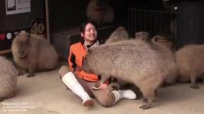 Capybara asks for scratches