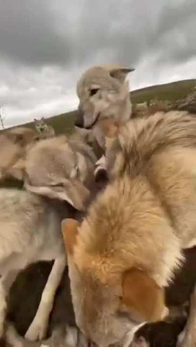 one in the middle - alpha dog.