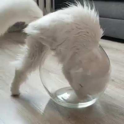 New volume measure=One cat