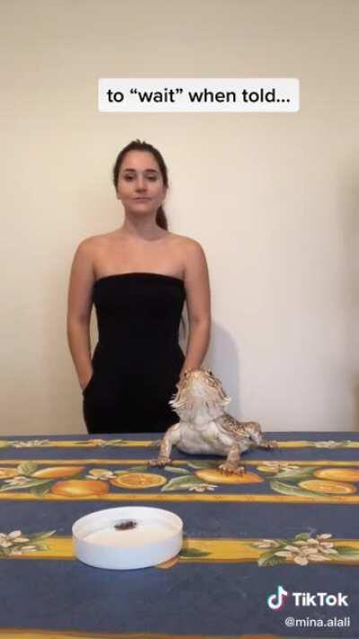 Meanwhile, my idiot lizard puffs out at me every time I take him outside