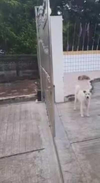 funny, those pussies look more like dogs to me