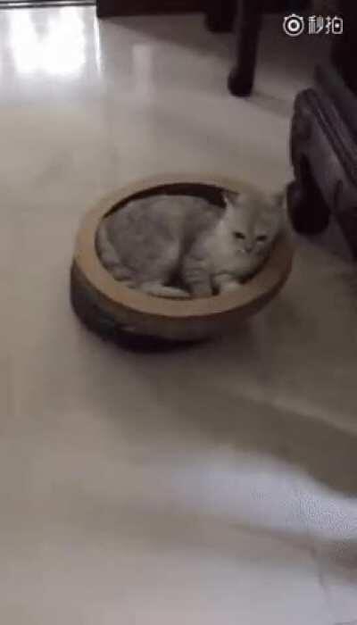 guess I'm going under this Meow