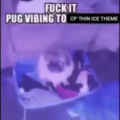 pug vibing to thin ice (OC)