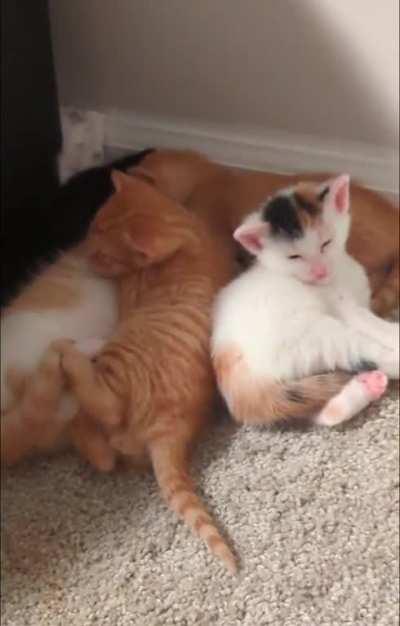 That's a big stretch for someone so smol..