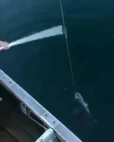 blursed fishing