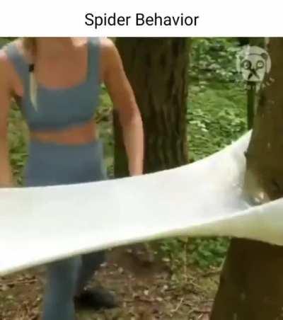 Spider Rule