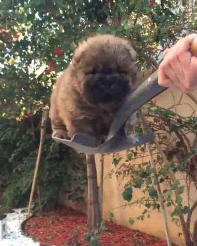 I'll take one scoop of chow please