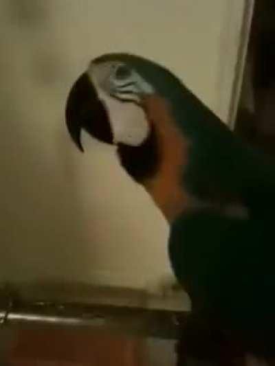 Parrot: “what the fawk”