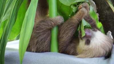 Sloths urinate and defecate only once per week, during that time they climb down from their tree and it is the only time ever leave the canopy.