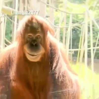 a historia do muquinha