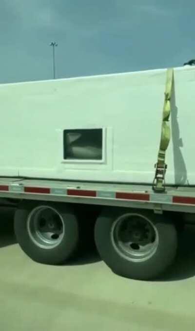 Sharks being transported