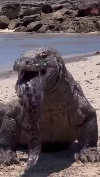 🔥 Komodo Dragon regurgitates a large Moray Eel 🔥