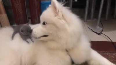 Kitty has a massage chair.