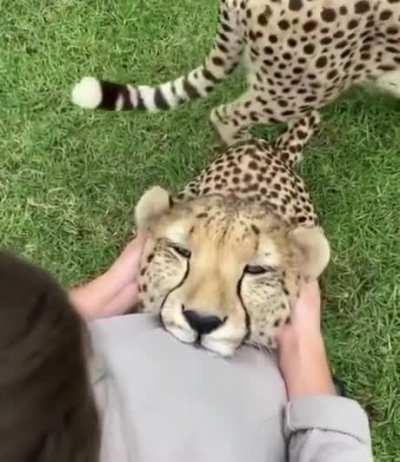 A happy little Cheetah
