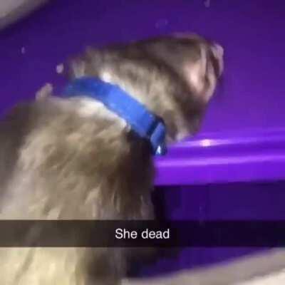 playboi our lord and savior