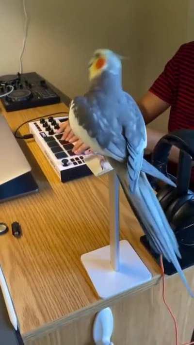 This birb's got some sick beats