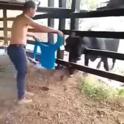 Thinking that the Bull cannot hurt you just because it is behind a fence