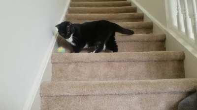 Hitcat Severely Injured in Training Exercise