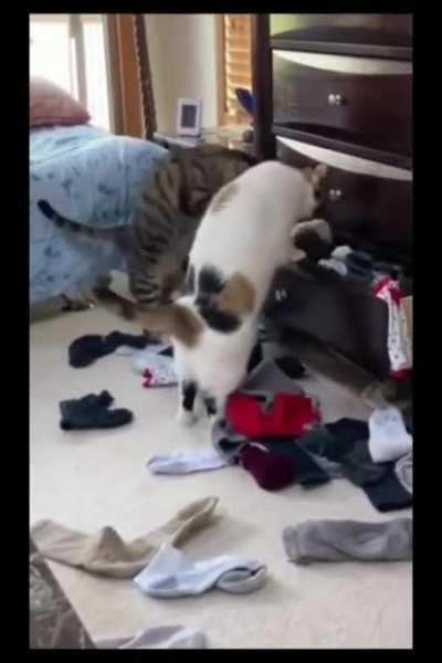 "Gotta get this allll cleared out! Before 10 or it's your tail, Roscoe!"