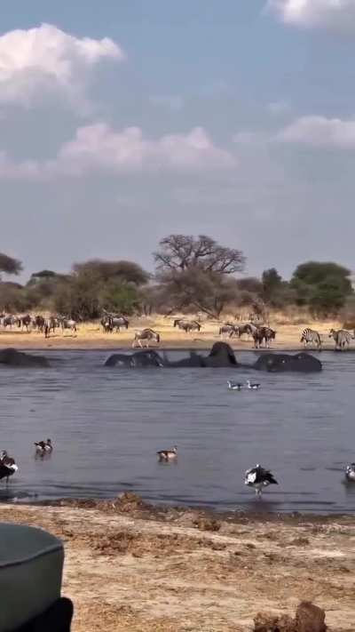 🔥 Peace and harmony at this waterhole in Serengeti