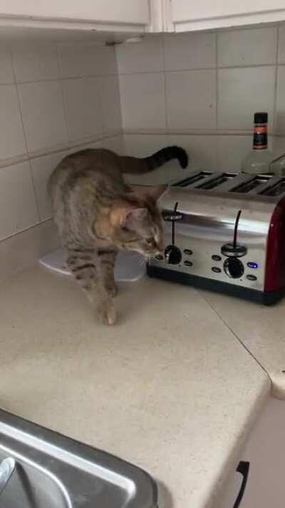 She knows she’s not supposed to be on the counter