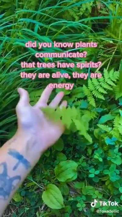 Tik Tok Plant Bender