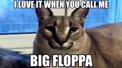 Big floppa