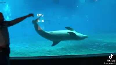 It's like the second dolphin just goes, 