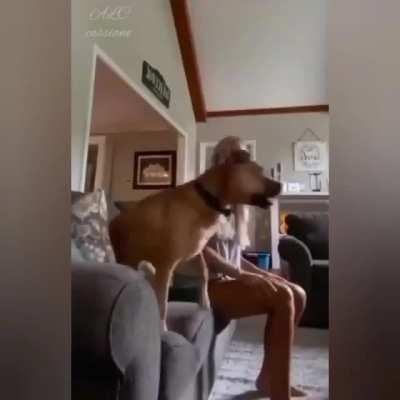 Stupid dog can't even watch tv properly