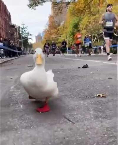This duck ran the New York Marathon. And look at them shoes!