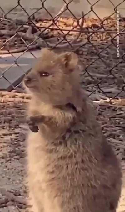 Knuffiges Kurzschwanzkanguru