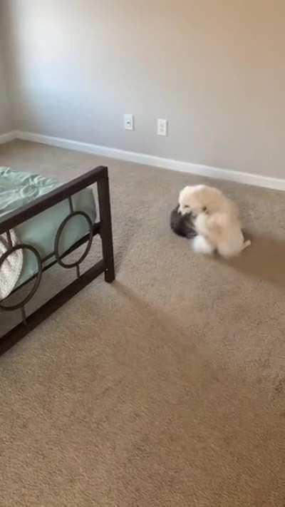 When you just want your dog to play with you