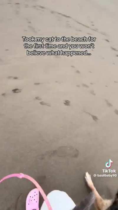 dog owner lets dog terrorise kitten at beach 