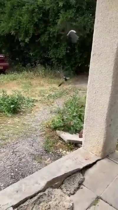 Коты против ворон