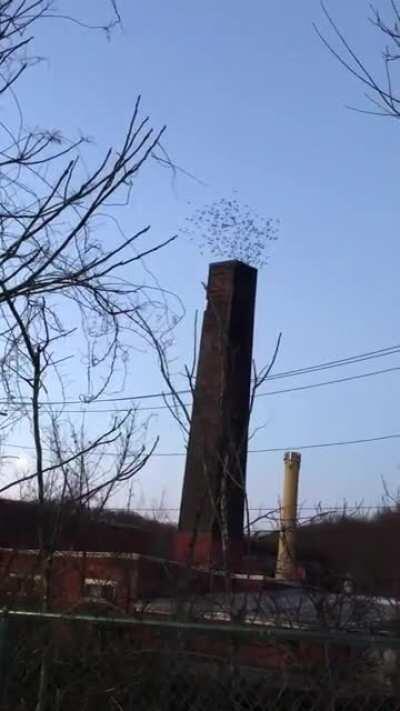 Getting nostalgic to when bee swarms used to form hammers and stuff