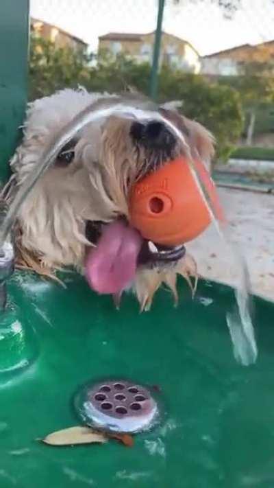 Dog tongues are weird