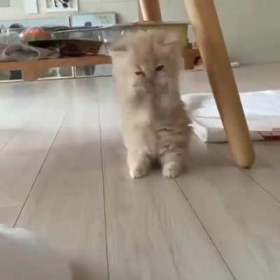 Today it's sock 1 - Cuteness 0 - soon though the sock will taste defeat at the paws of this mighty predator...