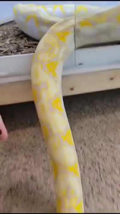 Here comes the sweet Loki boy