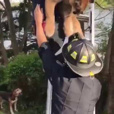 Firefighter puts sleeping fat cat into tree.