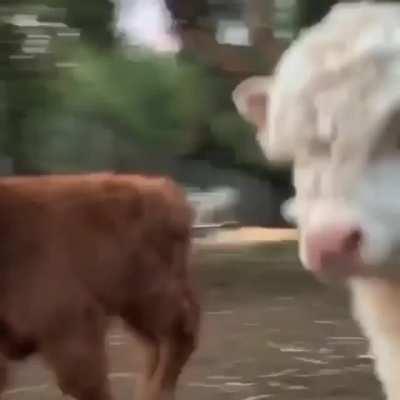 I just lost my heart seeing this 😍