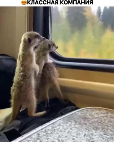 Train ride with meerkats