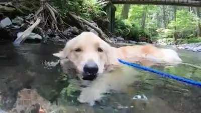This dog in a stream