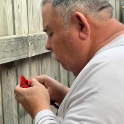Man saves Cardinal from fence and baby talks to him.